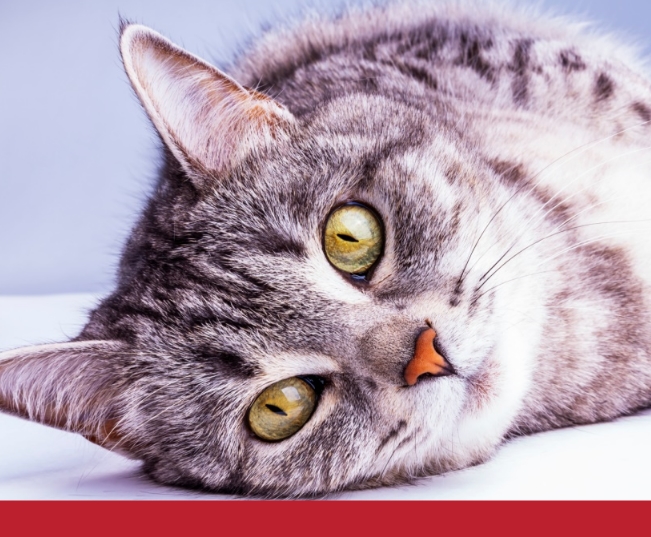 Read more about the article What Should Senior Cats Eat?