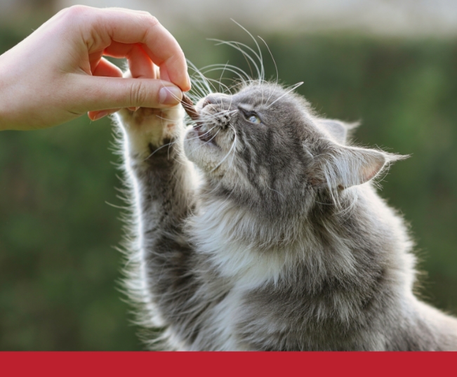 Read more about the article Recipe: Cheesy Cat Treats