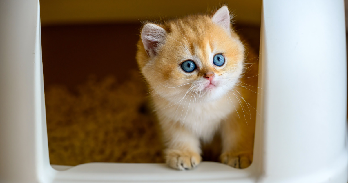 Cats And Strange Litter Box Habits - PetlifeSA