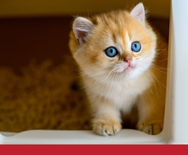 Read more about the article Cats And Strange Litter Box Habits