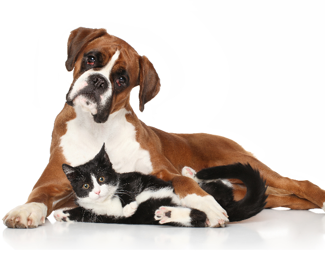 Read more about the article Are Cats As Domesticated As Dogs?