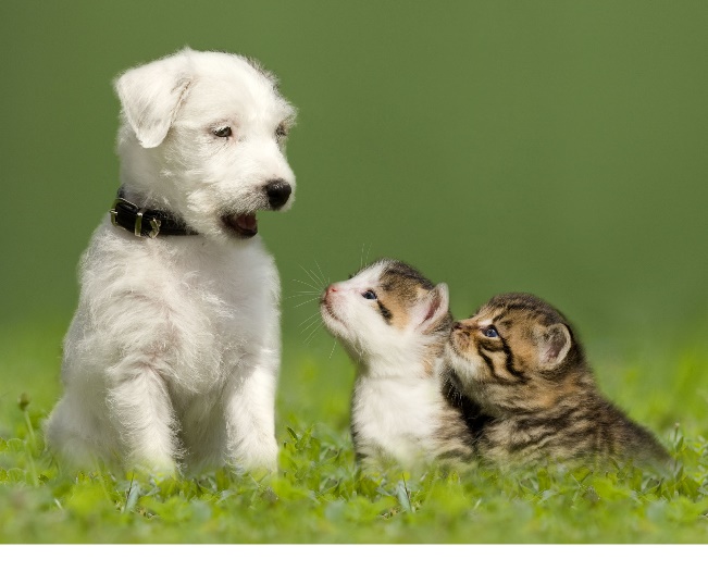 Read more about the article How To Care For A New Puppy Or Kitten
