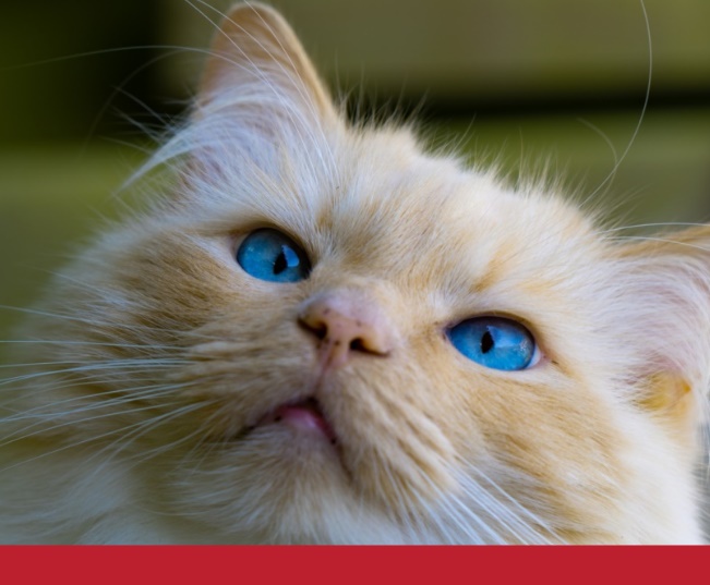 Read more about the article The Best Cat Breeds For Families With Children