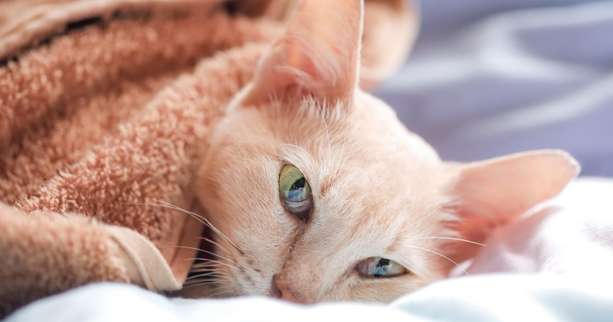 Types Of Rare Cancers In Cats - PetlifeSA