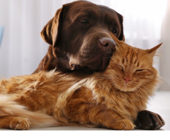 Read more about the article How To Introduce A Cat And Dog