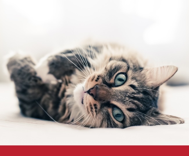 Read more about the article How to Keep Your Cat Stress-free