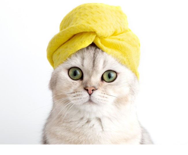 Read more about the article Top Tips for Choosing A Pet Groomer