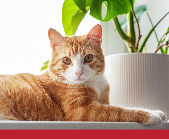 Read more about the article The Unique Challenges Of Indoor Living For Cats