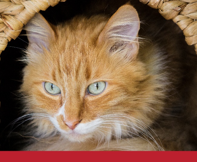 Read more about the article Why Do Cats Knead? The Science Behind A Curious Behaviour