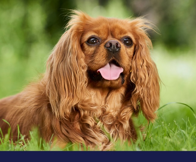 Read more about the article A Heart-To-Heart About Pet Heart Health