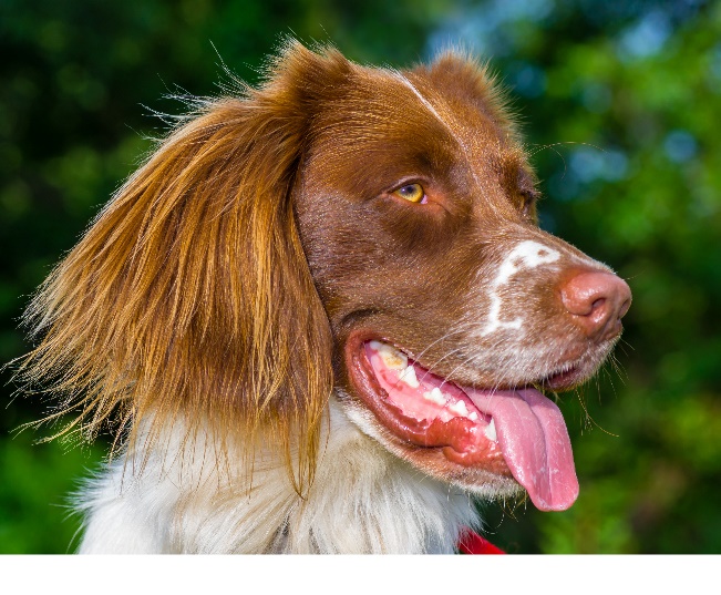 Read more about the article Pet Poop Patrol: What Your Pet’s Droppings Reveal