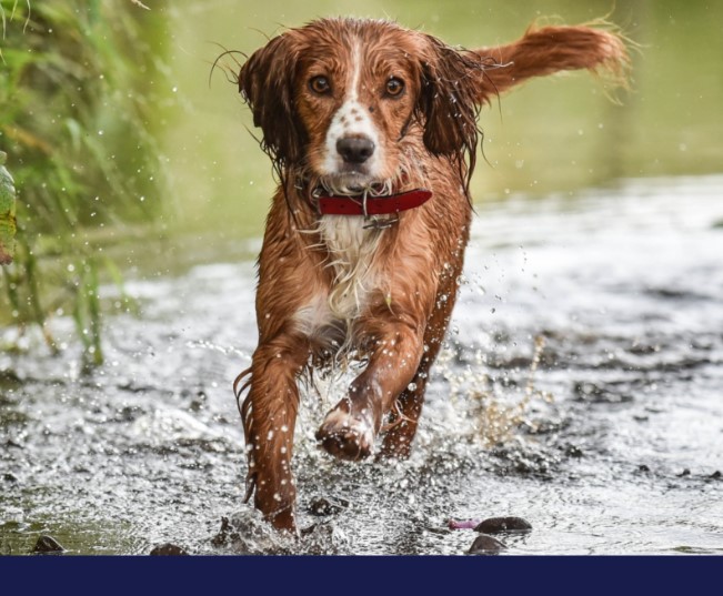 Read more about the article What You Need To Know About Zoonotic Diseases