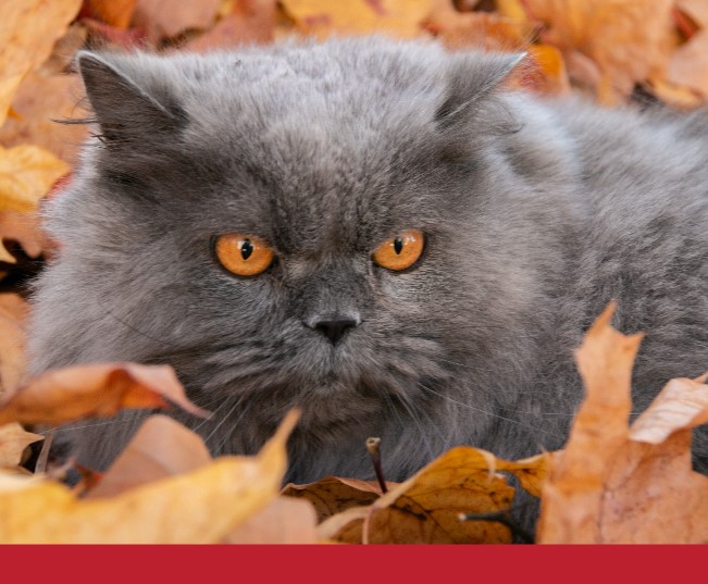 Read more about the article Cats and Hairballs: What Every Cat Owner Should Know