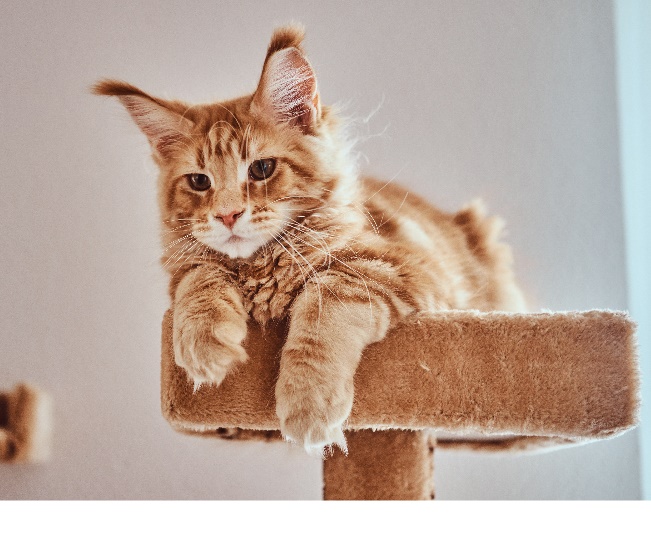 Read more about the article How to Create the Perfect Pet-Friendly Home