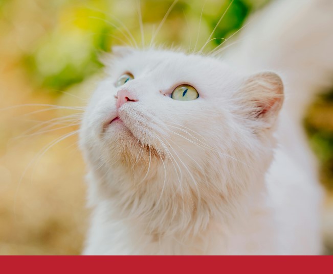 Read more about the article The Ultimate Guide to Odour-control Litter Boxes