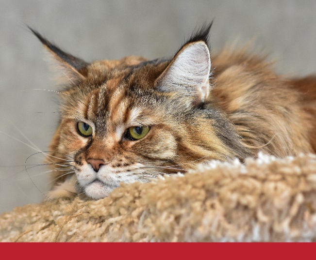 Read more about the article Why Do Cats Zoom at 3 AM?