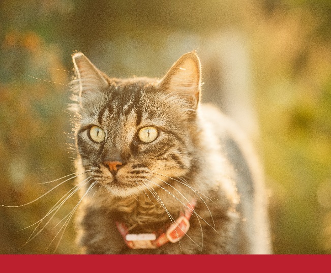 Read more about the article The Joy of Cats: A Guide to Feline Living