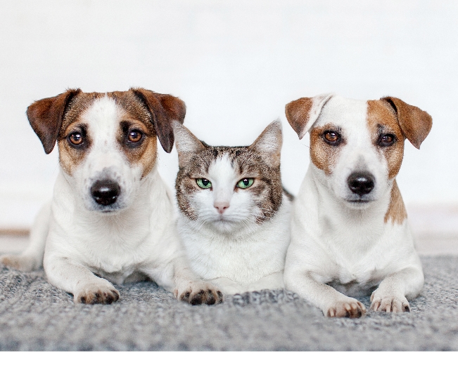 Read more about the article Vital First Aid Supplies for Pet Emergencies