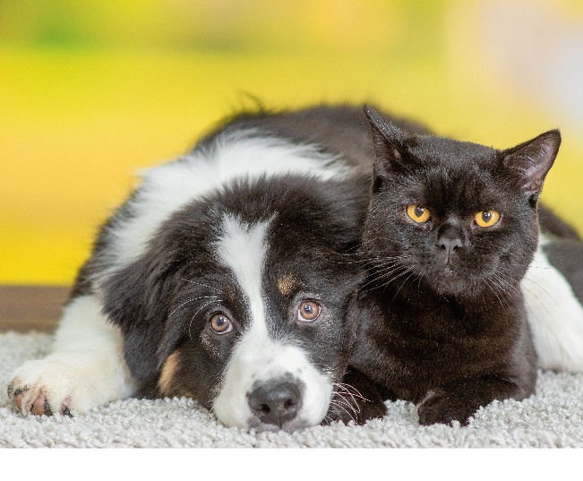 Read more about the article Keep Your Pet Cosy: Winter Essentials