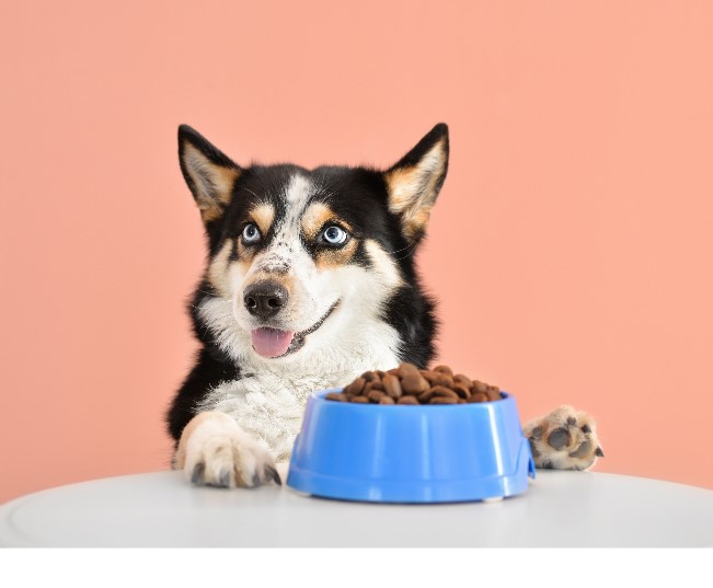 Read more about the article 5 Signs Your Pet’s Food Might Be Causing Allergies