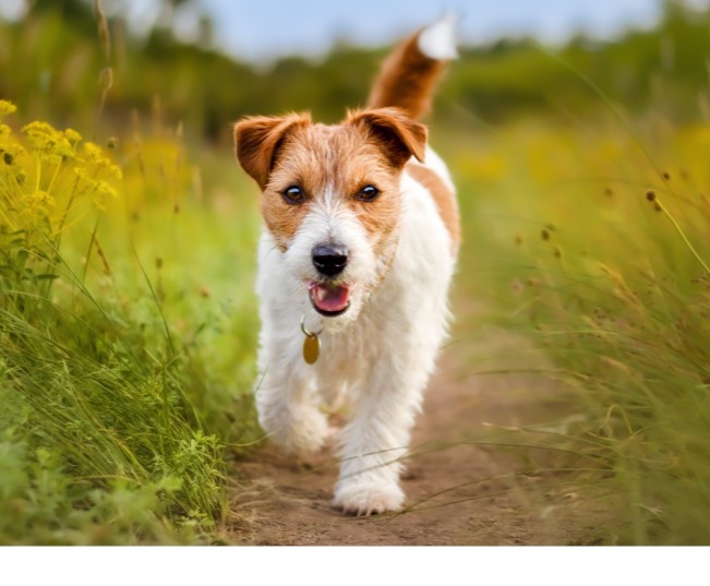 Read more about the article How To Spot Pet Obesity