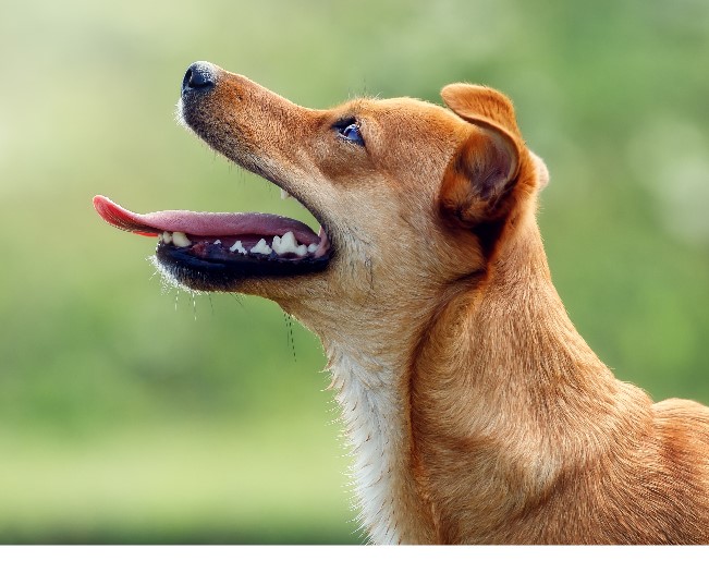Read more about the article How To Keep Your Dog Or Cat’s Teeth Healthy