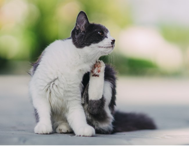 Read more about the article The Most Common Food Allergies In Dogs And Cats
