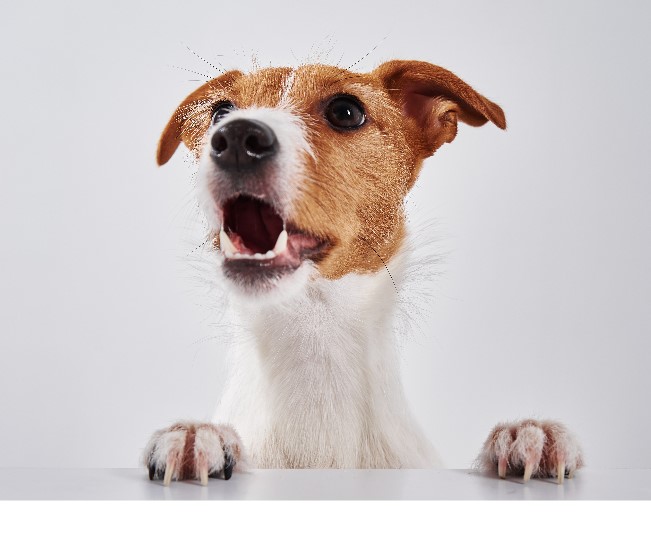 Read more about the article Winter Dental Care For Dogs And Cats