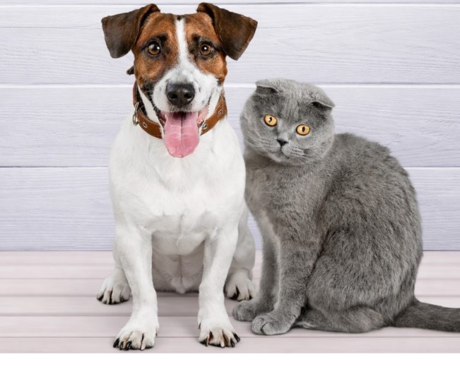 Read more about the article Do Dogs and Cats Really Need Supplements?
