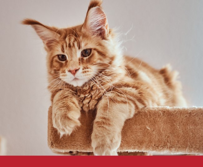 Read more about the article Is Your Cat Bored?