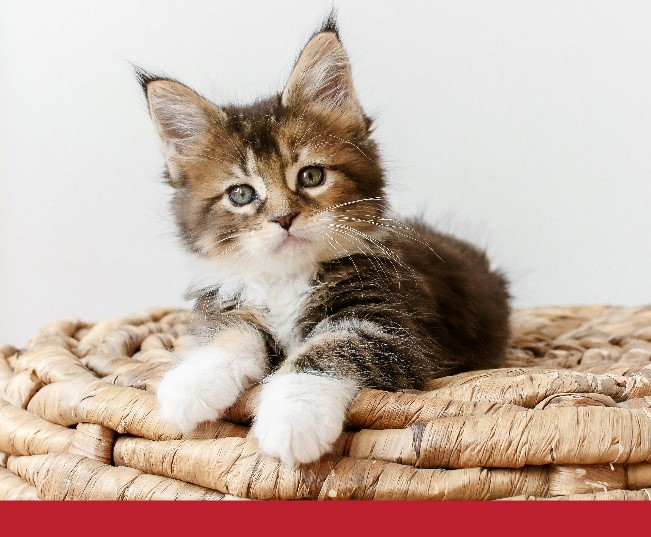 Read more about the article 7 Subtle Signs Your Cat Feels Safe and Protected