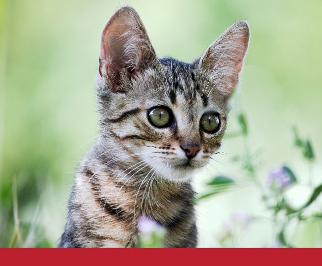 Read more about the article Cat Parasites Transmissible to Humans