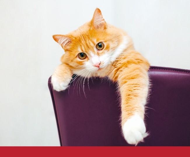 Read more about the article Positive Behaviour Tips for Cat Owners