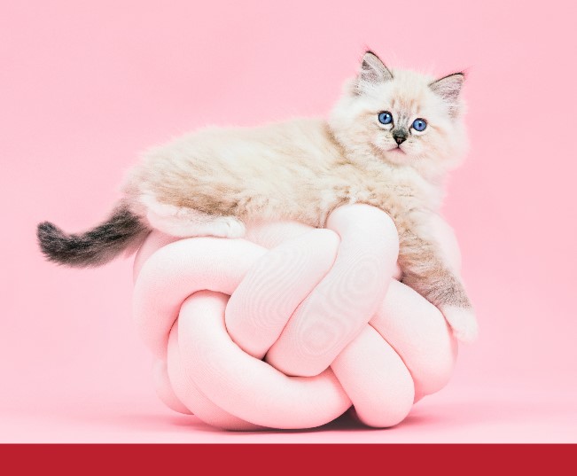 Read more about the article Ragdolls: Why They Go Limp When You Pick Them Up