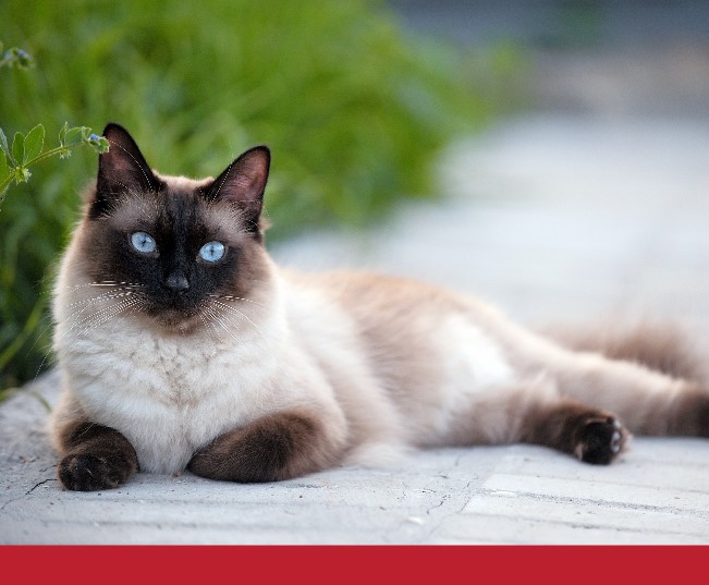 Read more about the article The Most Affectionate Cat Breeds