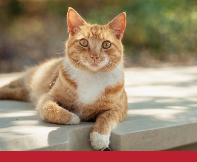 Read more about the article Understanding Epilepsy and Seizures in Cats