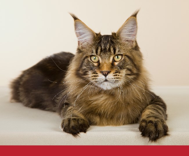 Read more about the article What to Do If Your Cat Has a Seizure