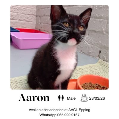 Aaron