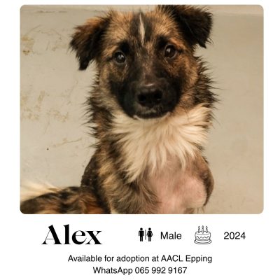 Alex