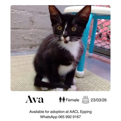 Ava