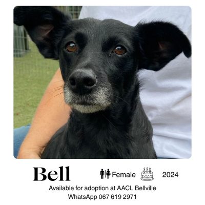 Bell