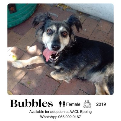 Bubbles
