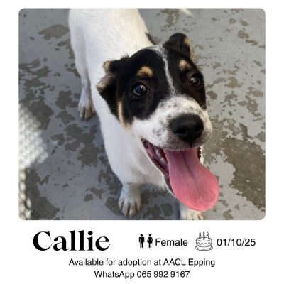 Callie