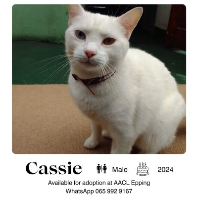 Cassie
