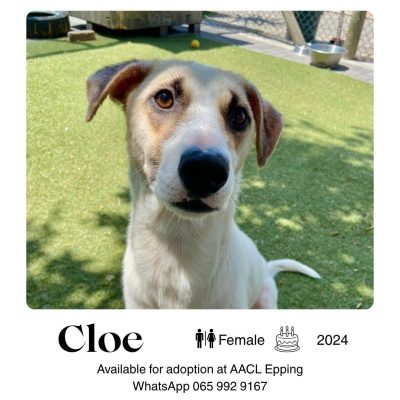 Cloe