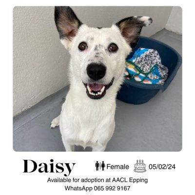 Daisy