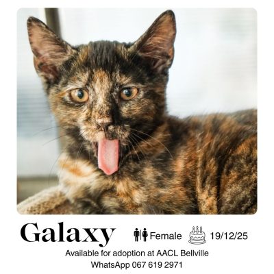 Galaxy