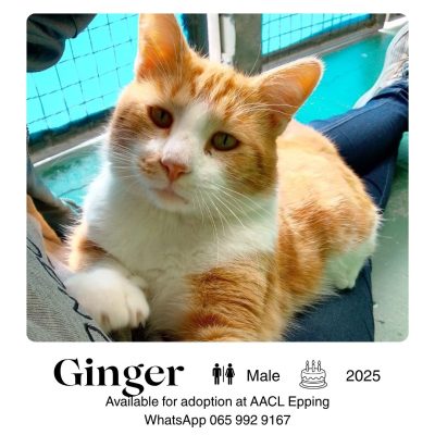 Ginger