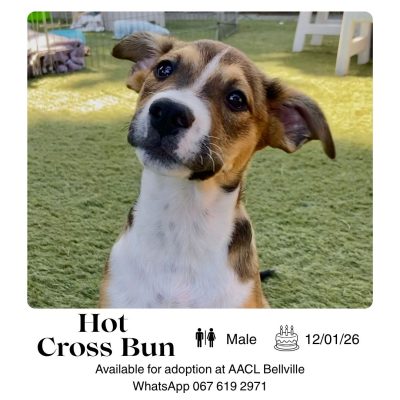 Hot Cross Bun