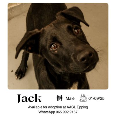 Jack